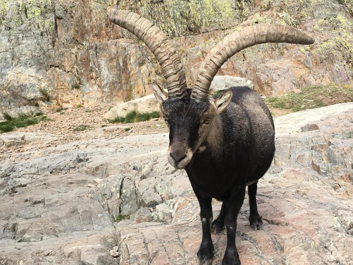 Cara Norte De Gredos オヨス・デル・エスピーノ エクステリア 写真